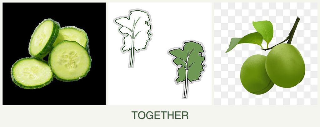 Can you plant cucumbers, kale and plums together?