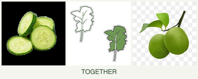 Can you plant cucumbers, kale and plums together?