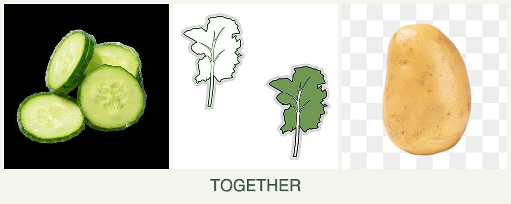 Can you plant cucumbers, kale and potatoes together?