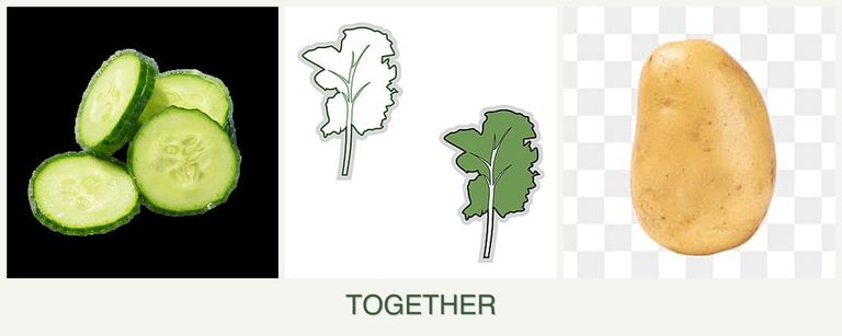 Can you plant cucumbers, kale and potatoes together?