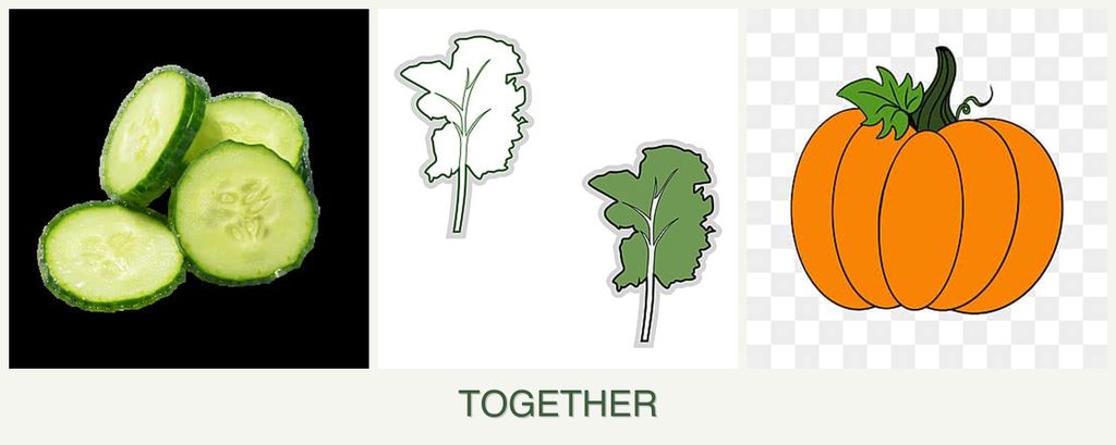 Can you plant cucumbers, kale and pumpkin together?