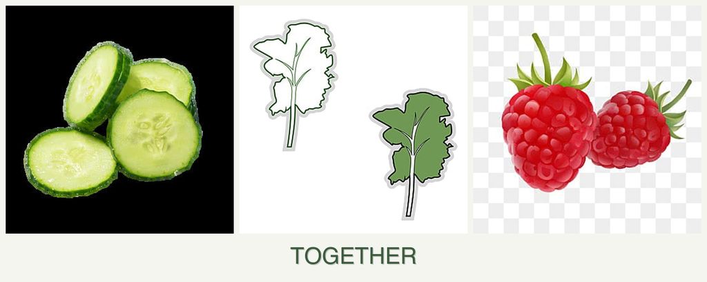 Can you plant cucumbers, kale and raspberries together?