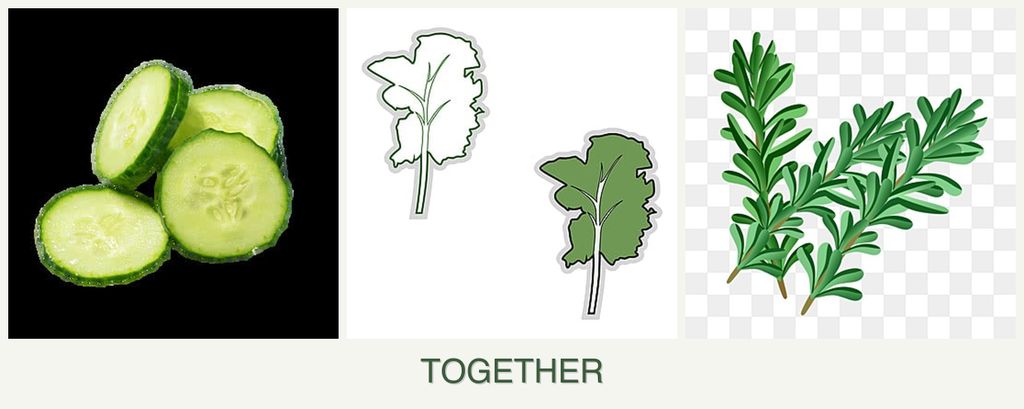Can you plant cucumbers, kale and rosemary together?