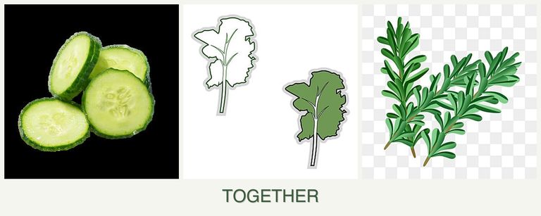 Can you plant cucumbers, kale and rosemary together?