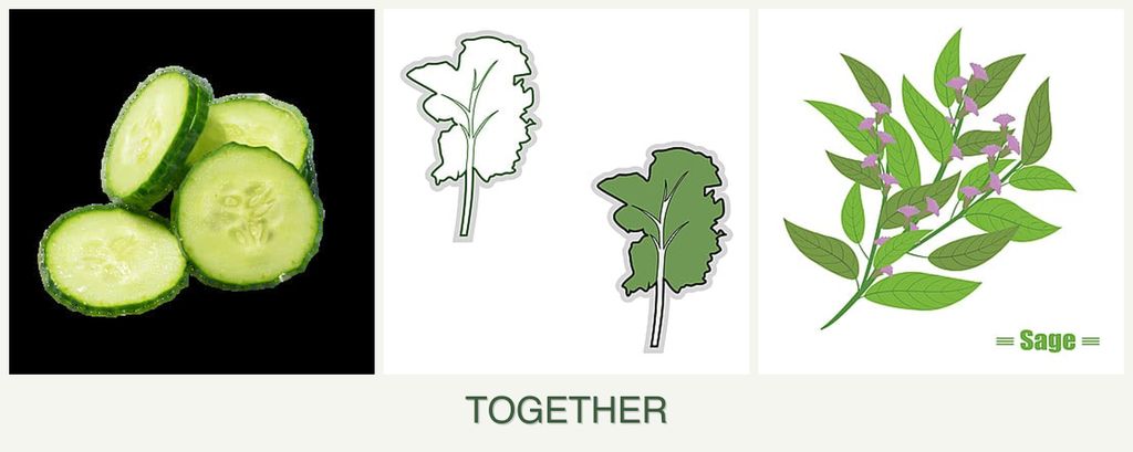 Can you plant cucumbers, kale and sage together?