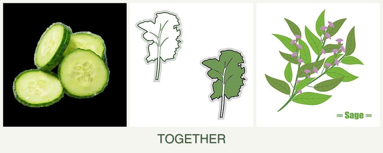 Can you plant cucumbers, kale and sage together?