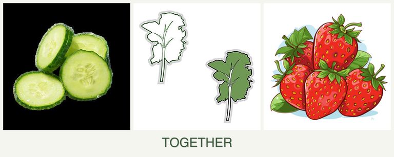 Can you plant cucumbers, kale and strawberries together?