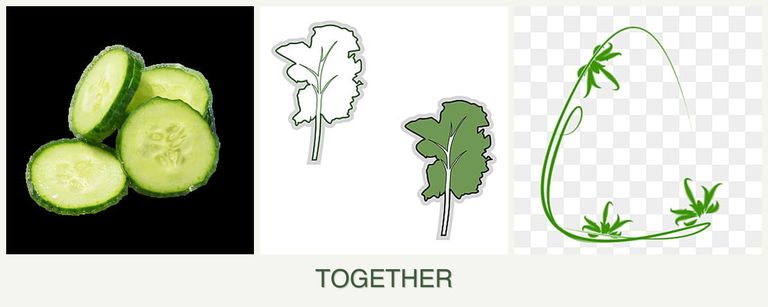 Can you plant cucumbers, kale and tarragon together?
