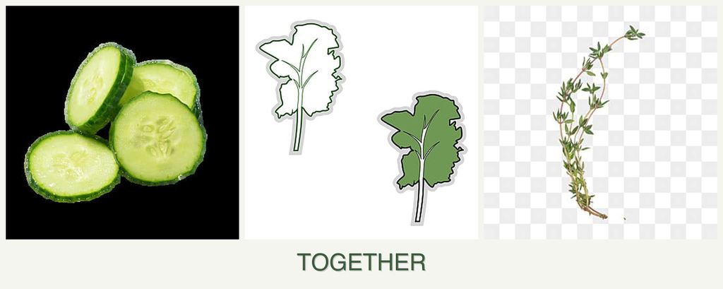 Can you plant cucumbers, kale and thyme together?