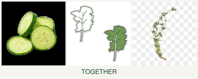 Can you plant cucumbers, kale and thyme together?