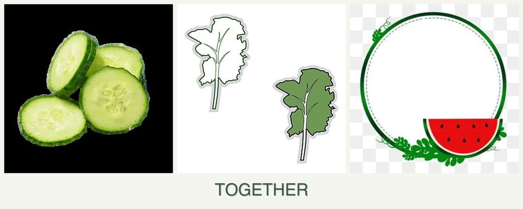 Can you plant cucumbers, kale and watermelons together?