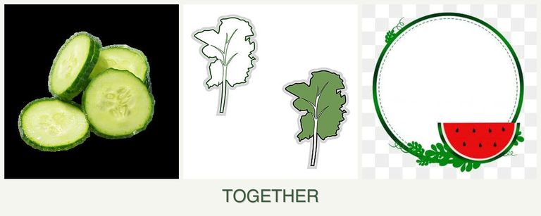 Can you plant cucumbers, kale and watermelons together?