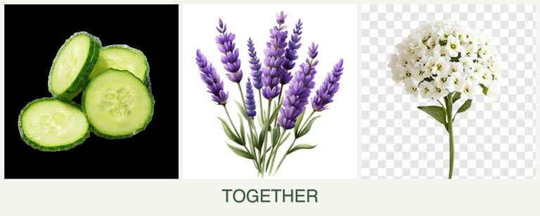 Can you plant cucumbers, lavender and alyssum together?