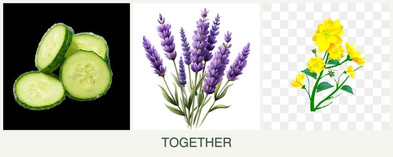 Can you plant cucumbers, lavender and calendula together?