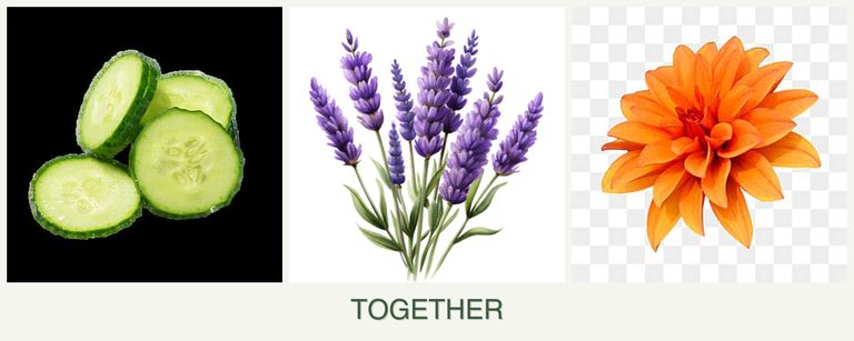 Can you plant cucumbers, lavender and dahlias together?