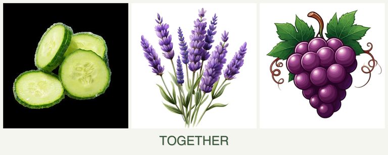 Can you plant cucumbers, lavender and grapes together?