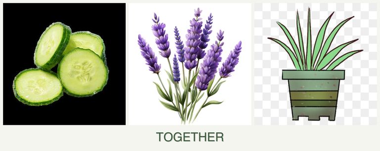 Can you plant cucumbers, lavender and lemongrass together?