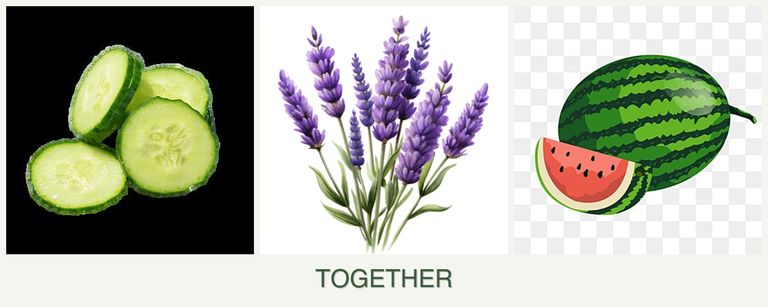 Can you plant cucumbers, lavender and melons together?