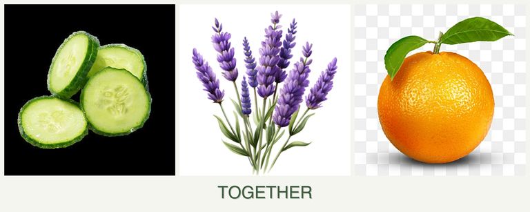 Can you plant cucumbers, lavender and oranges together?