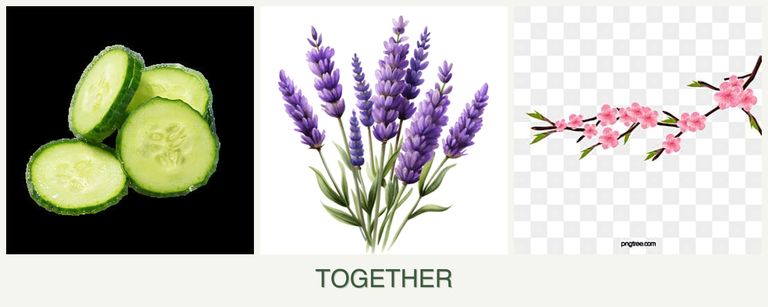 Can you plant cucumbers, lavender and peaches together?