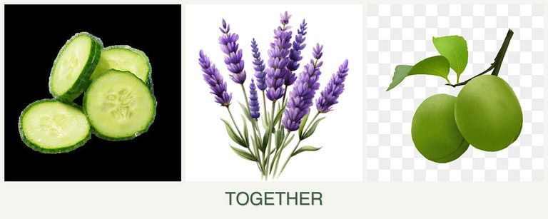 Can you plant cucumbers, lavender and plums together?