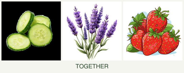 Can you plant cucumbers, lavender and strawberries together?