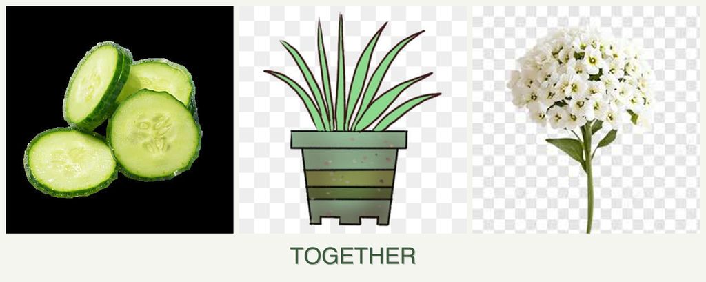 Can you plant cucumbers, lemongrass and alyssum together?
