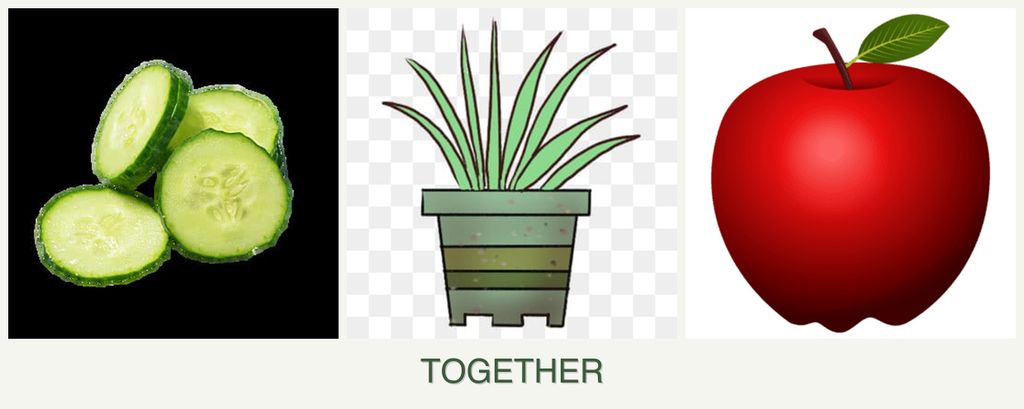 Can you plant cucumbers, lemongrass and apples together?