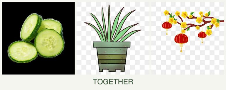 Can you plant cucumbers, lemongrass and apricots together?