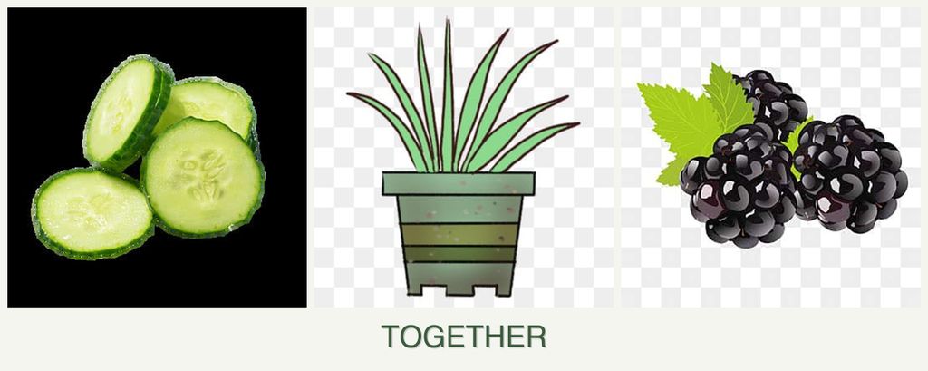 Can you plant cucumbers, lemongrass and blackberries together?