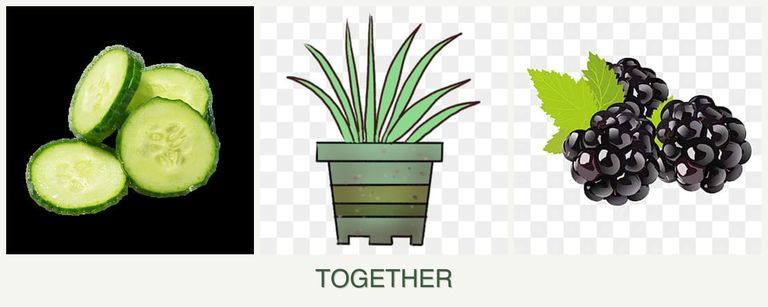 Can you plant cucumbers, lemongrass and blackberries together?