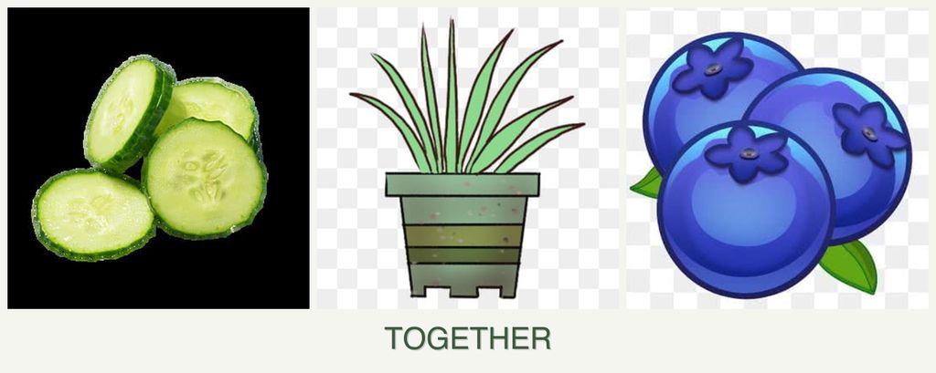 Can you plant cucumbers, lemongrass and blueberries together?