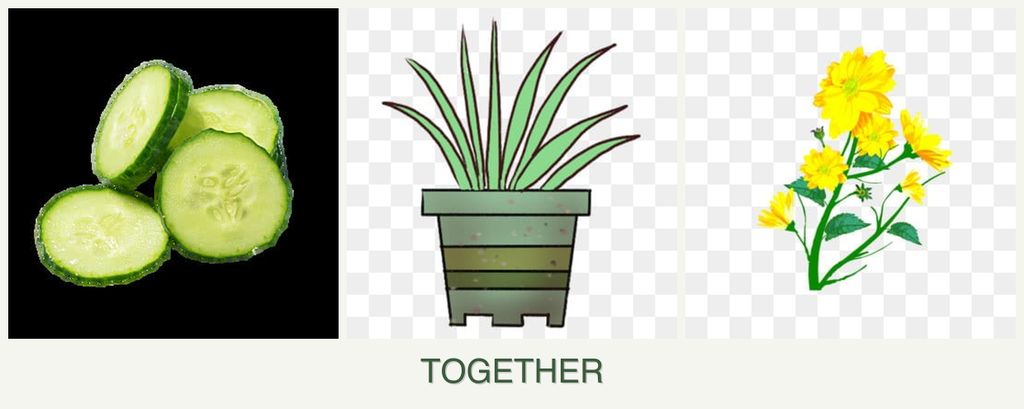 Can you plant cucumbers, lemongrass and calendula together?