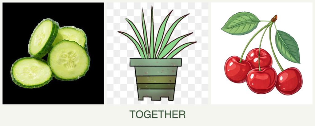 Can you plant cucumbers, lemongrass and cherries together?