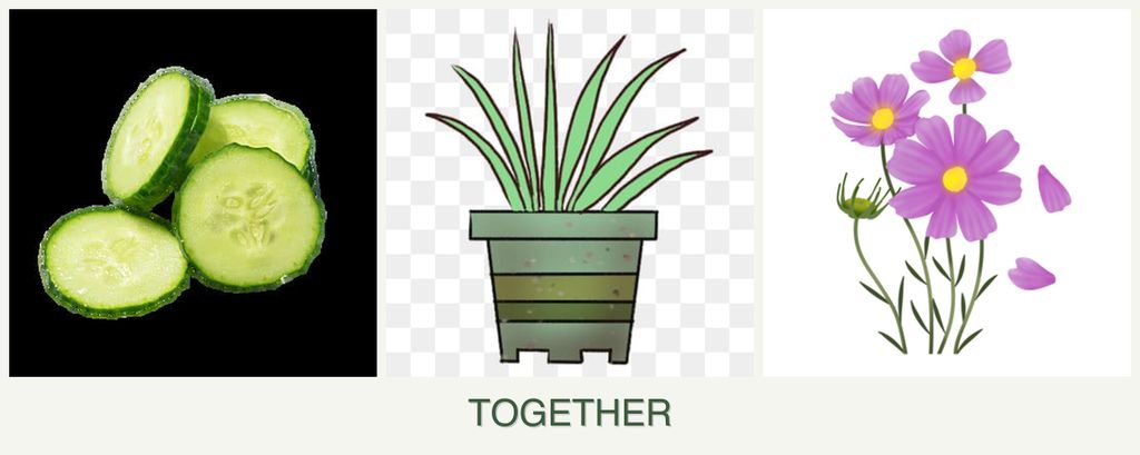 Can you plant cucumbers, lemongrass and cosmos together?