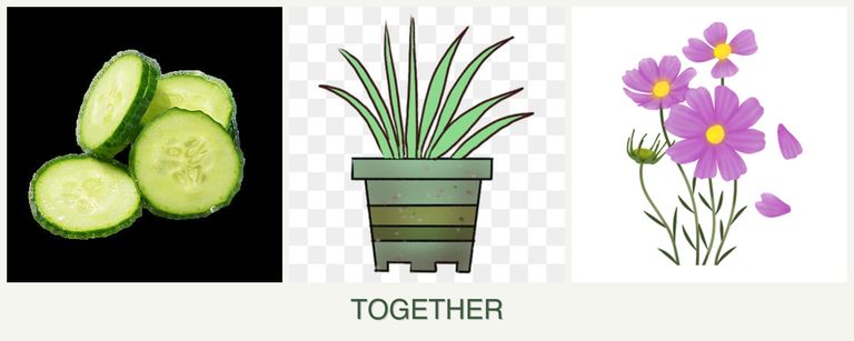 Can you plant cucumbers, lemongrass and cosmos together?