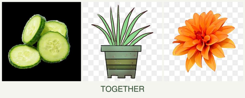 Can you plant cucumbers, lemongrass and dahlias together?