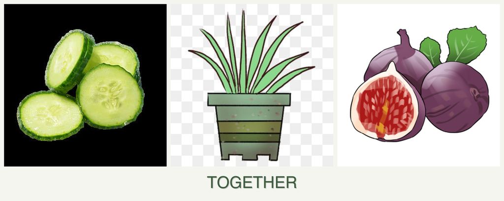 Can you plant cucumbers, lemongrass and figs together?
