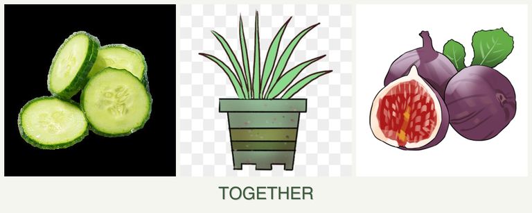 Can you plant cucumbers, lemongrass and figs together?
