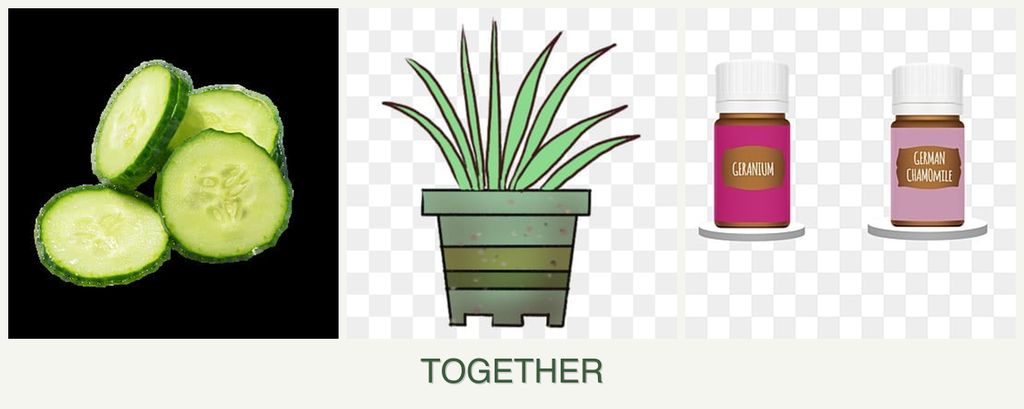 Can you plant cucumbers, lemongrass and geraniums together?