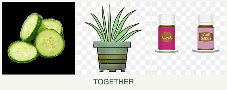 Can you plant cucumbers, lemongrass and geraniums together?