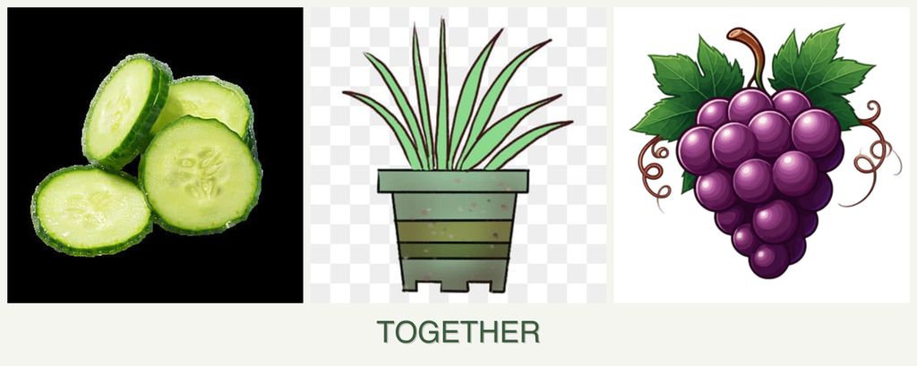 Can you plant cucumbers, lemongrass and grapes together?