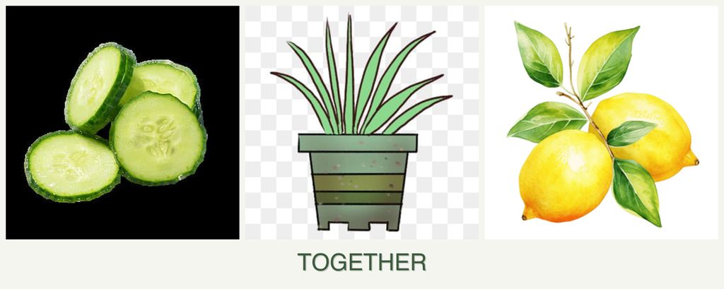 Can you plant cucumbers, lemongrass and lemons together?