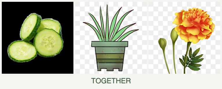 Can you plant cucumbers, lemongrass and marigolds together?