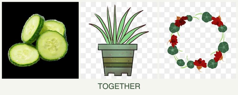 Can you plant cucumbers, lemongrass and nasturtiums together?
