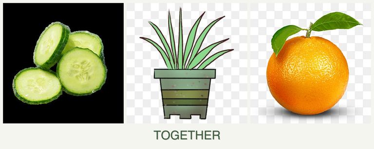 Can you plant cucumbers, lemongrass and oranges together?