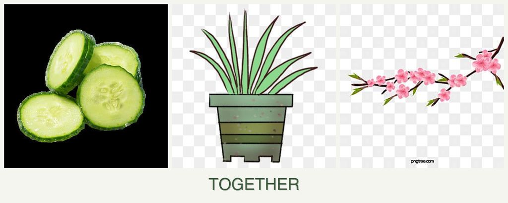 Can you plant cucumbers, lemongrass and peaches together?