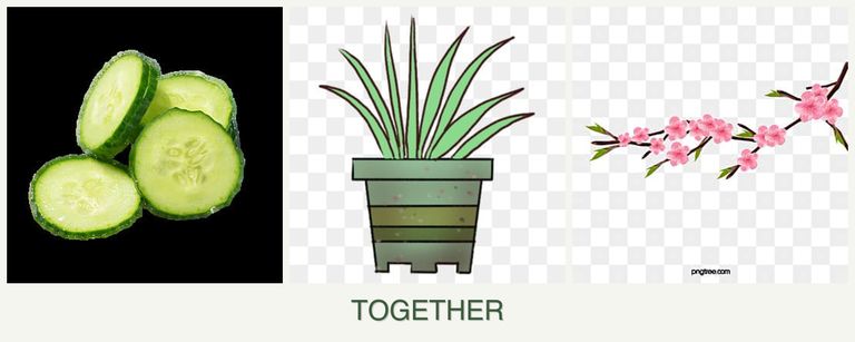 Can you plant cucumbers, lemongrass and peaches together?
