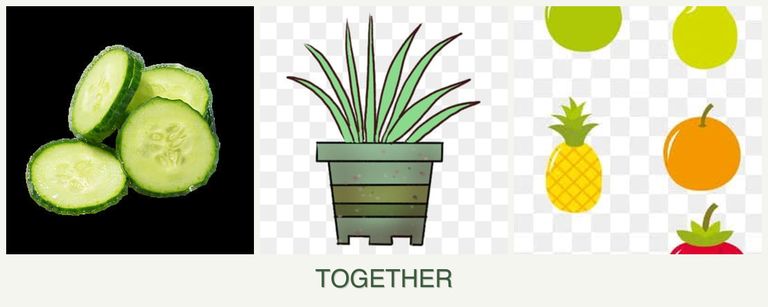 Can you plant cucumbers, lemongrass and pears together?