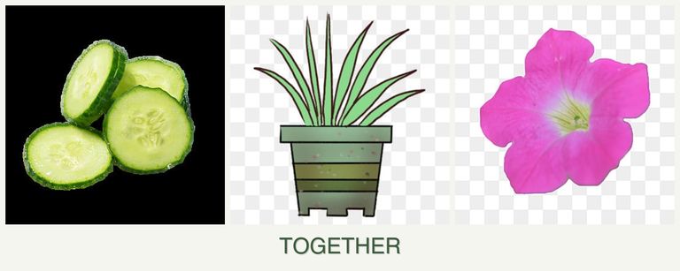 Can you plant cucumbers, lemongrass and petunias together?